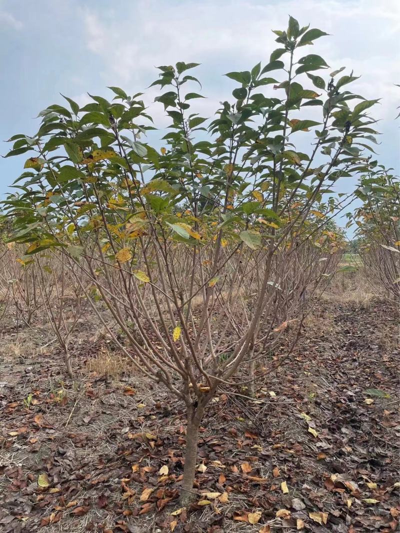 低分枝樱花//欢迎大家前来咨询基地发货，从业数十年