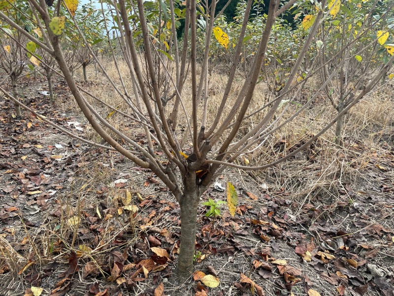 低分枝樱花//欢迎大家前来咨询基地发货，从业数十年