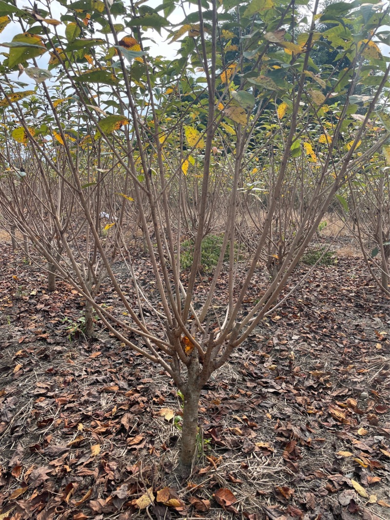 低分枝樱花//欢迎大家前来咨询基地发货，从业数十年