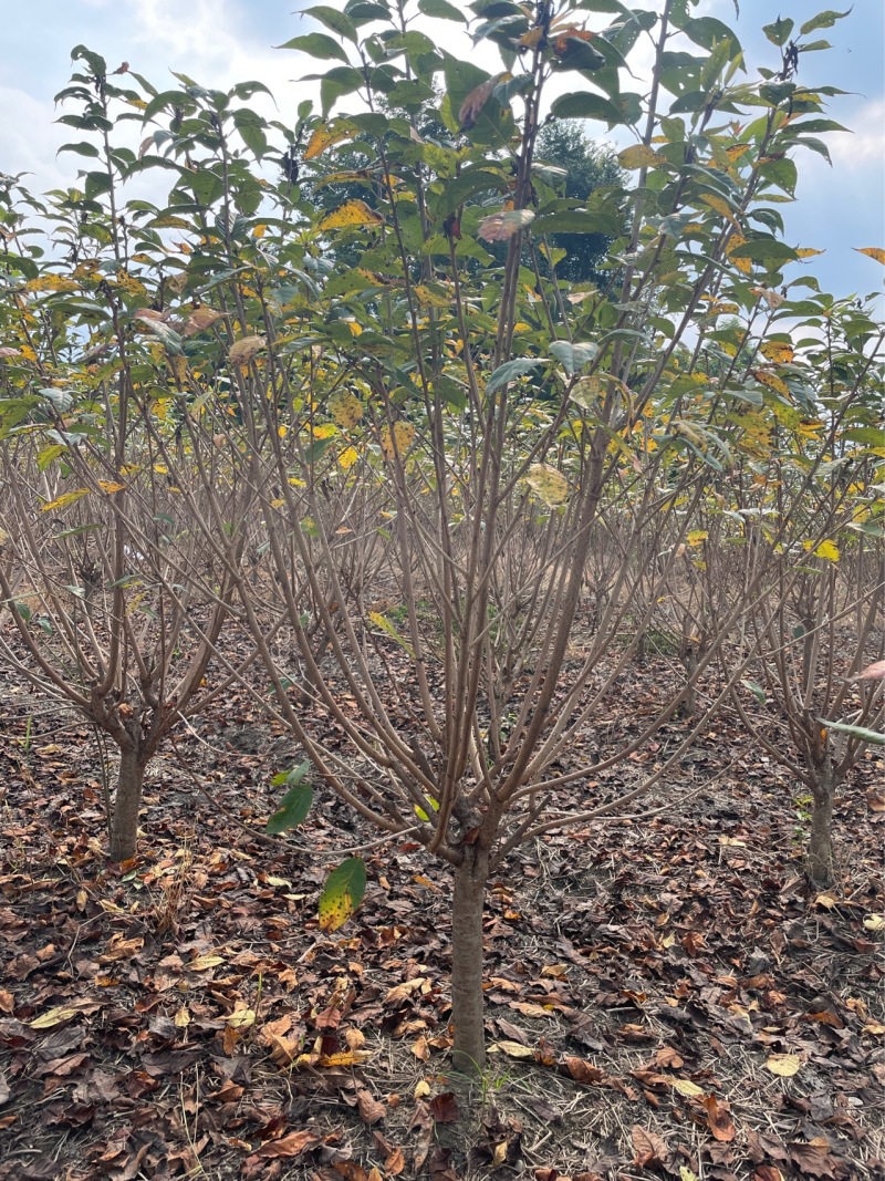 低分枝樱花//欢迎大家前来咨询基地发货，从业数十年