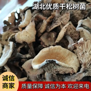 湖北优质干松树菌大山里的干货农户直发欢迎来电合作