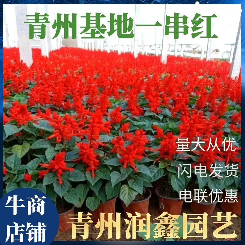 一串红盆景颜色鲜丽，基地货源，价格公道，规格多样电联采