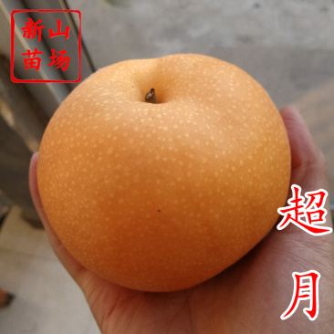 超月梨树苗晚熟优系秋月新品种创造新高新华晚秋黄梨苗