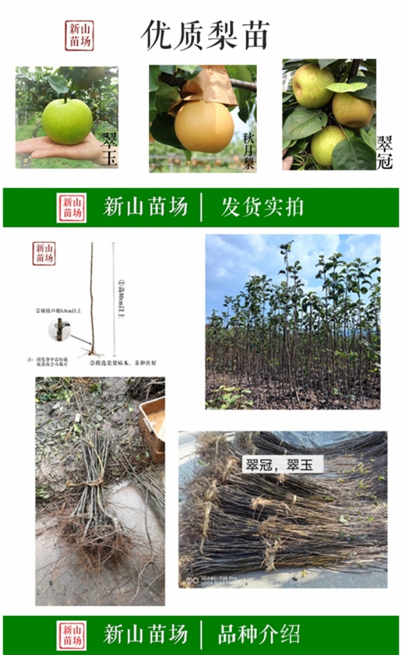 超月梨树苗晚熟优系秋月新品种创造新高新华晚秋黄梨苗