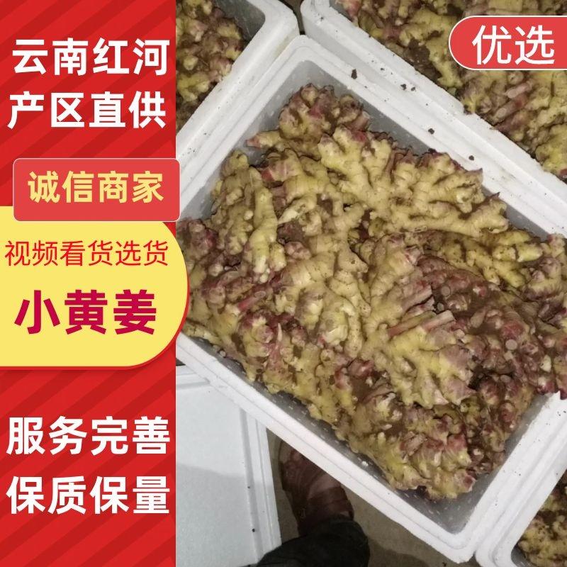 云南小黄姜大量供应中质量保障看上货的老板来电话咨询