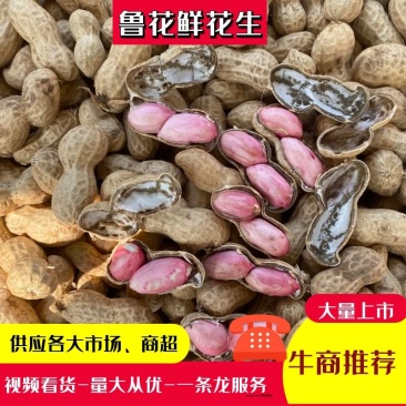 山东精品沙土鲁花鲜花生颗粒饱满大量供应手工挑选以质论价电联