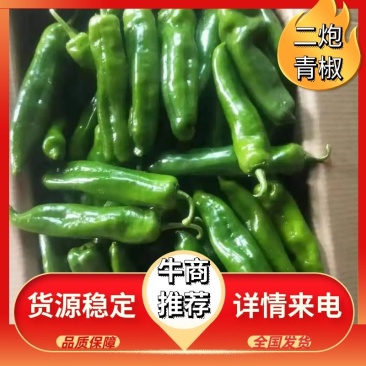 青皮尖椒陕西产地一手货源批发30年代办经验采购放心