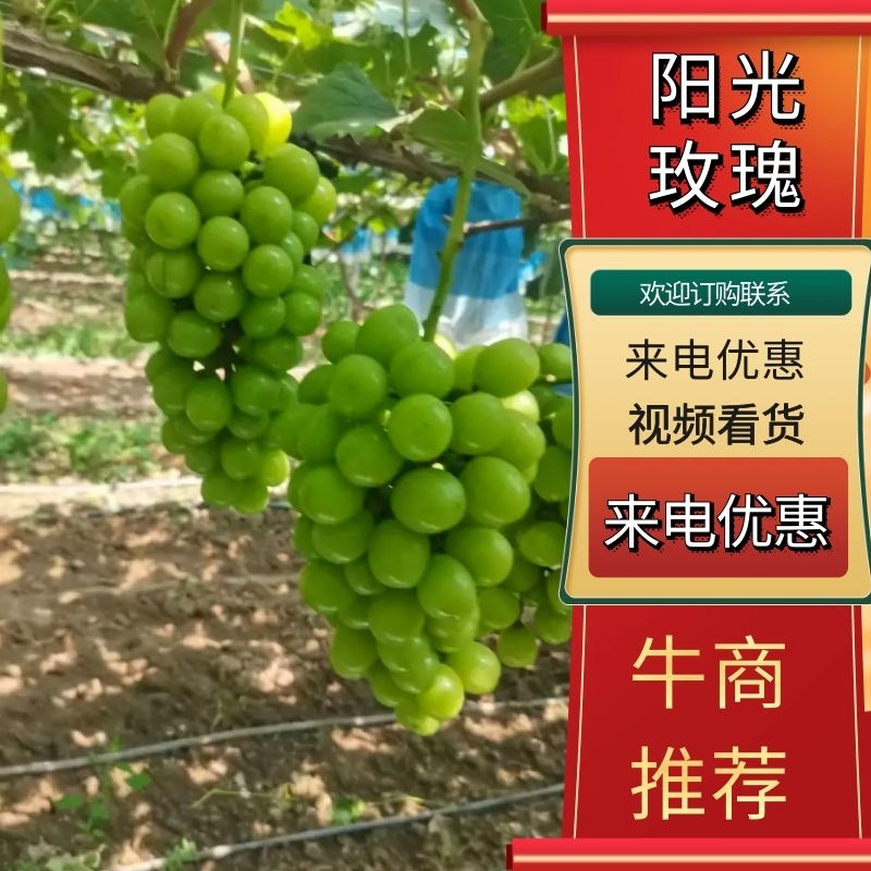 精品阳光玫瑰-货源充足，包熟包甜-耐运输欢迎新老客户光临
