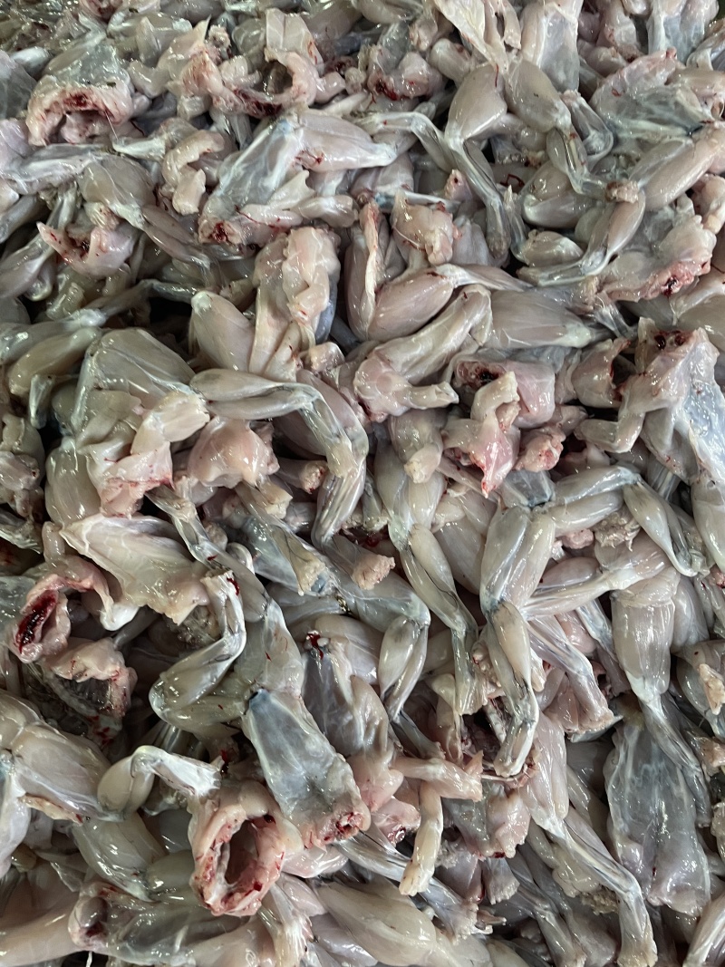 广东现杀蛙肉厂家批发牛蛙冰鲜打包【去头去皮去内脏】