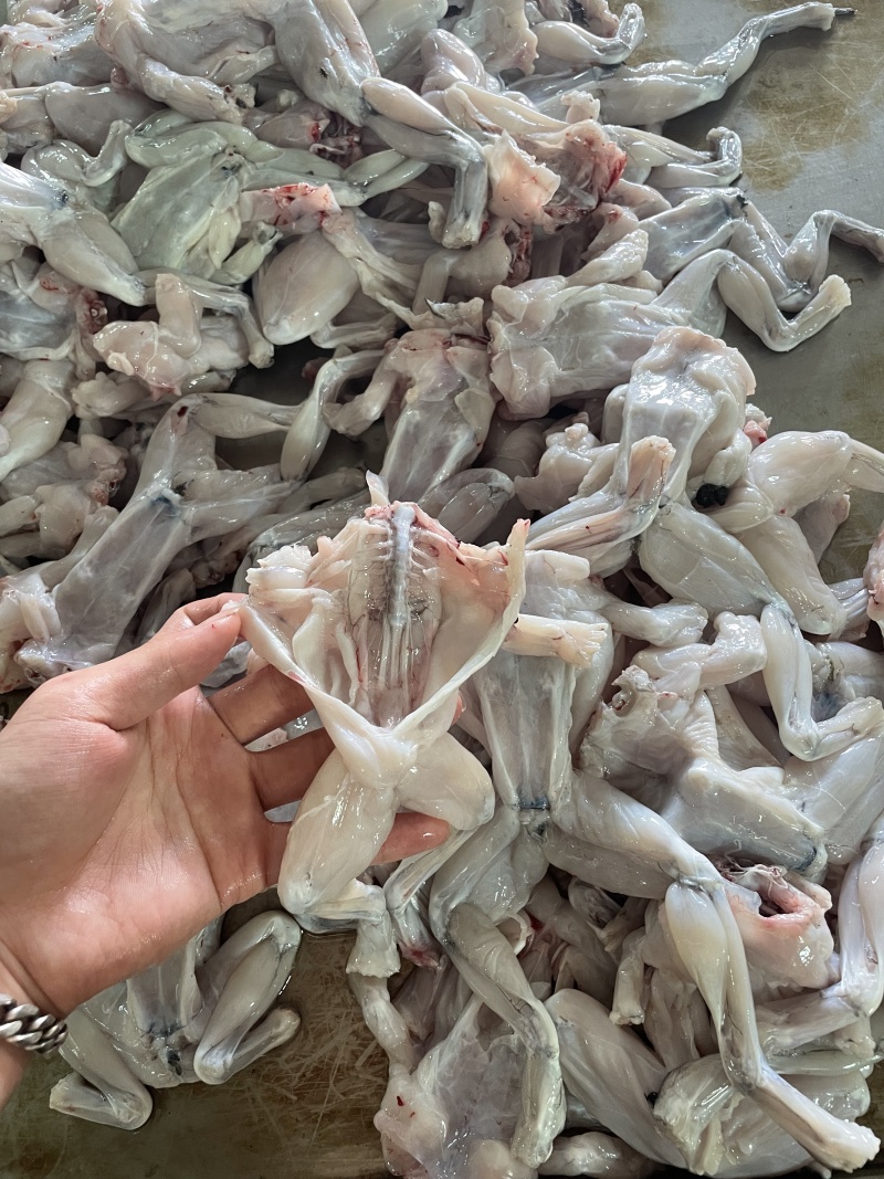 广东现杀蛙肉厂家批发牛蛙冰鲜打包【去头去皮去内脏】