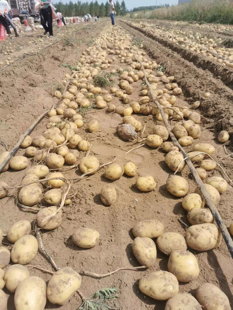 【精选】实验1号土豆全国发货品种齐全来电以质论价