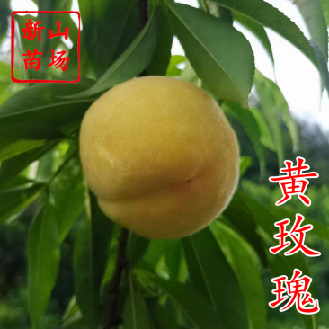 黄玫瑰桃苗新品种7月优质金凤离核黄桃子树苗