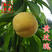 黄玫瑰桃苗新品种7月优质金凤离核黄桃子树苗