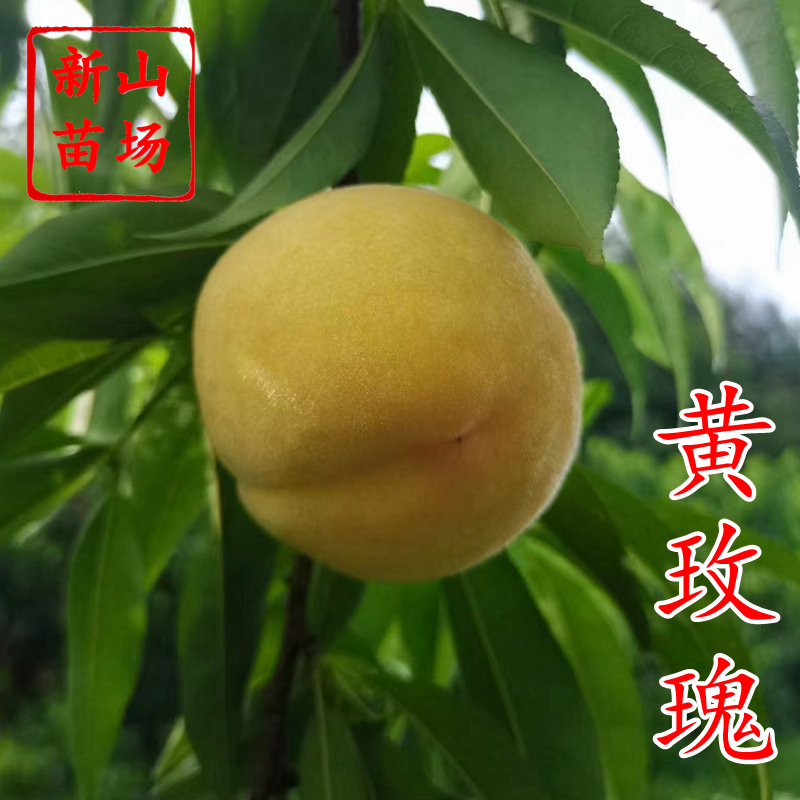 黄玫瑰桃苗新品种7月优质金凤离核黄桃子树苗