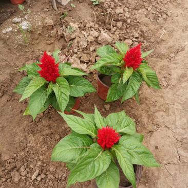 山东青州鸡冠花种植批发基地