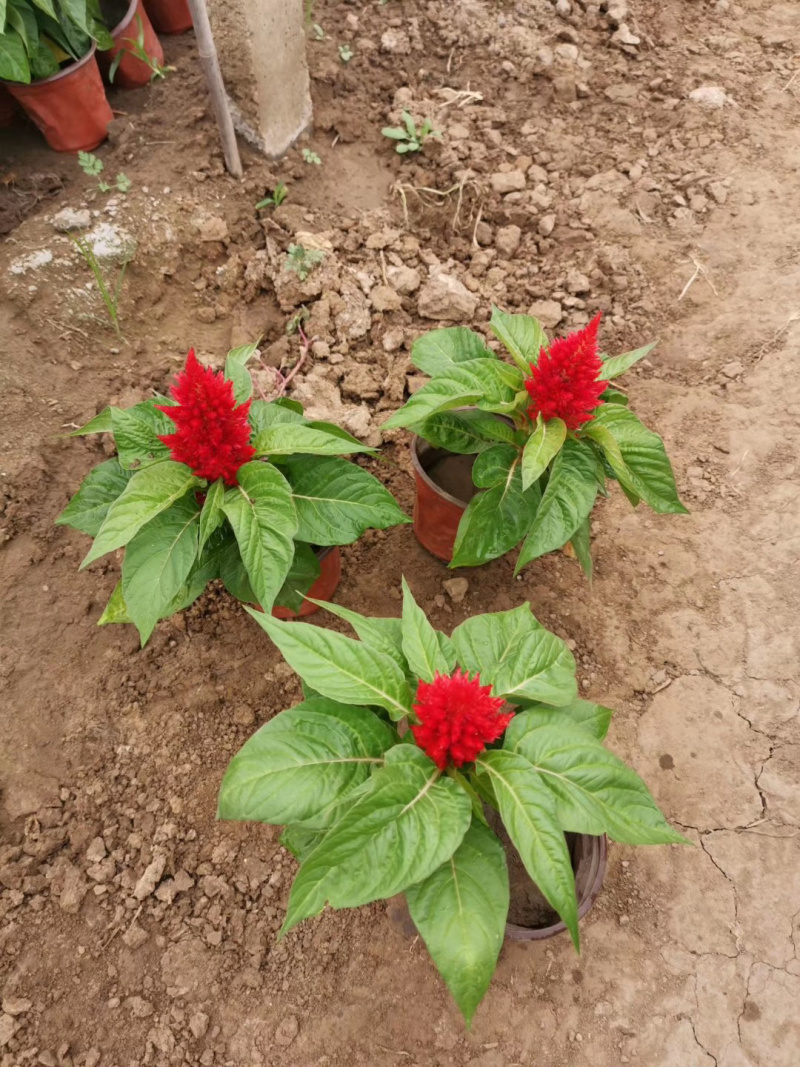 山东青州鸡冠花种植批发基地
