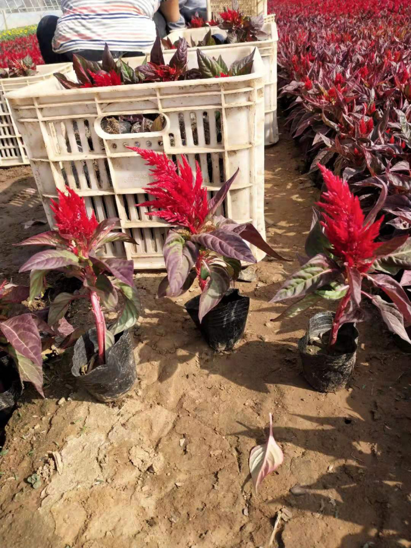 山东青州鸡冠花种植批发基地