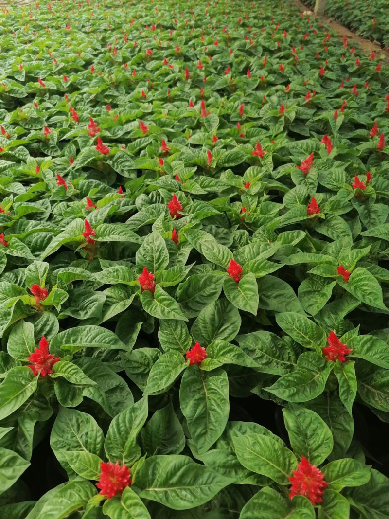 山东青州鸡冠花种植批发基地