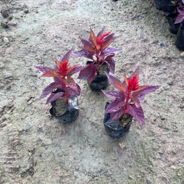 鸡冠花种植批发基地