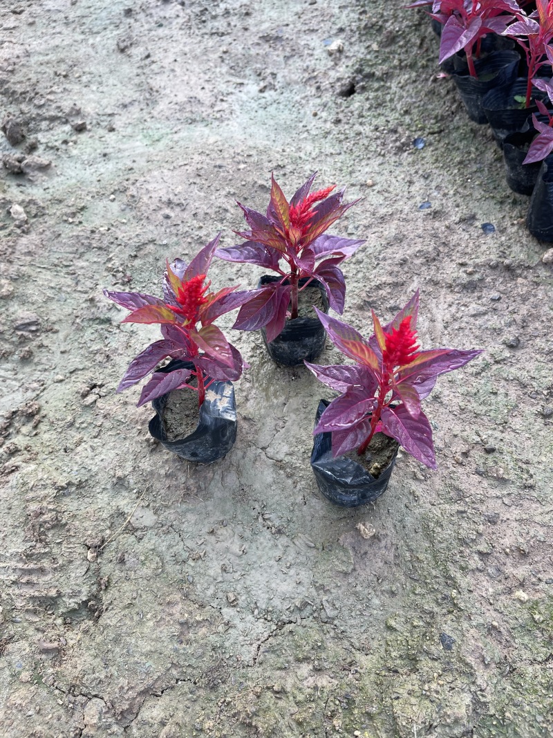 鸡冠花种植批发基地