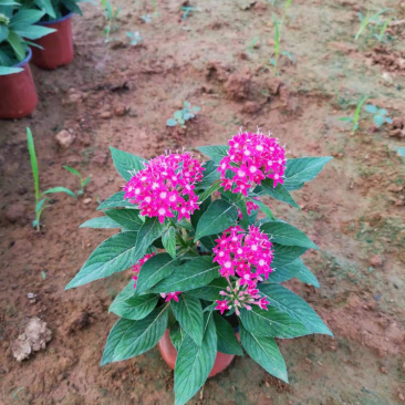 繁星花基地批发