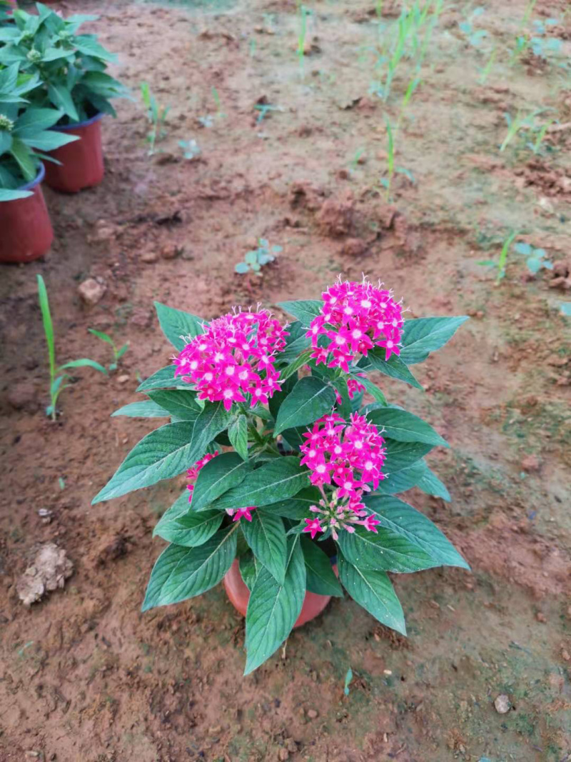 繁星花基地批发