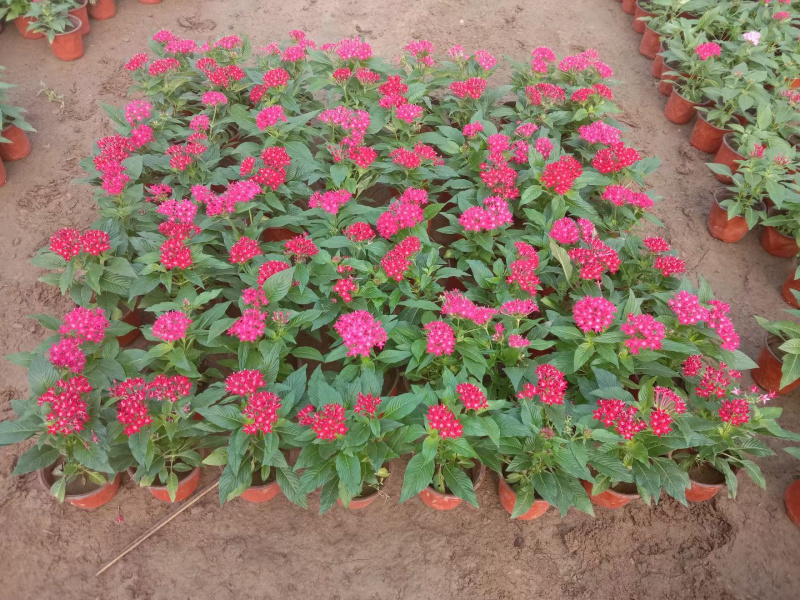 繁星花基地批发