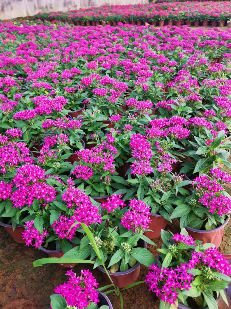 繁星花基地批发