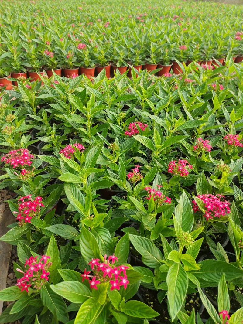 繁星花基地批发