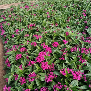 繁星花基地批发