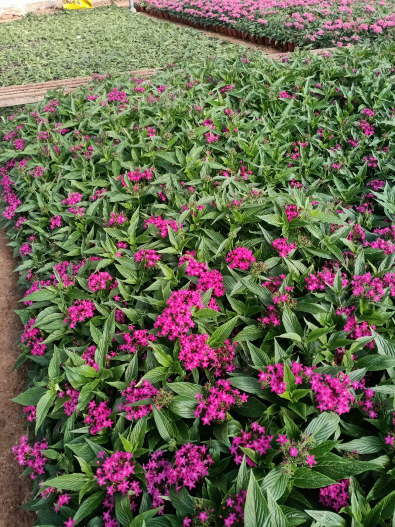 繁星花基地批发