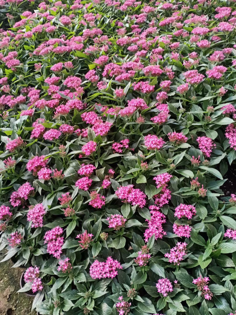 繁星花基地批发