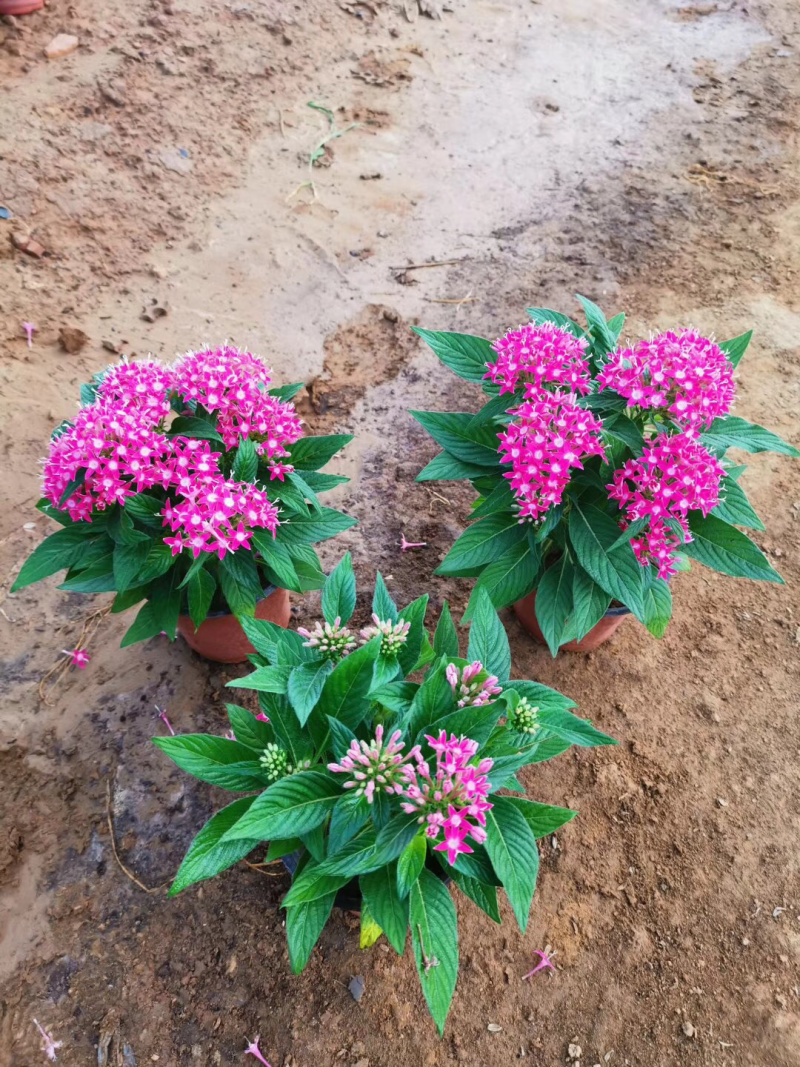 繁星花基地批发