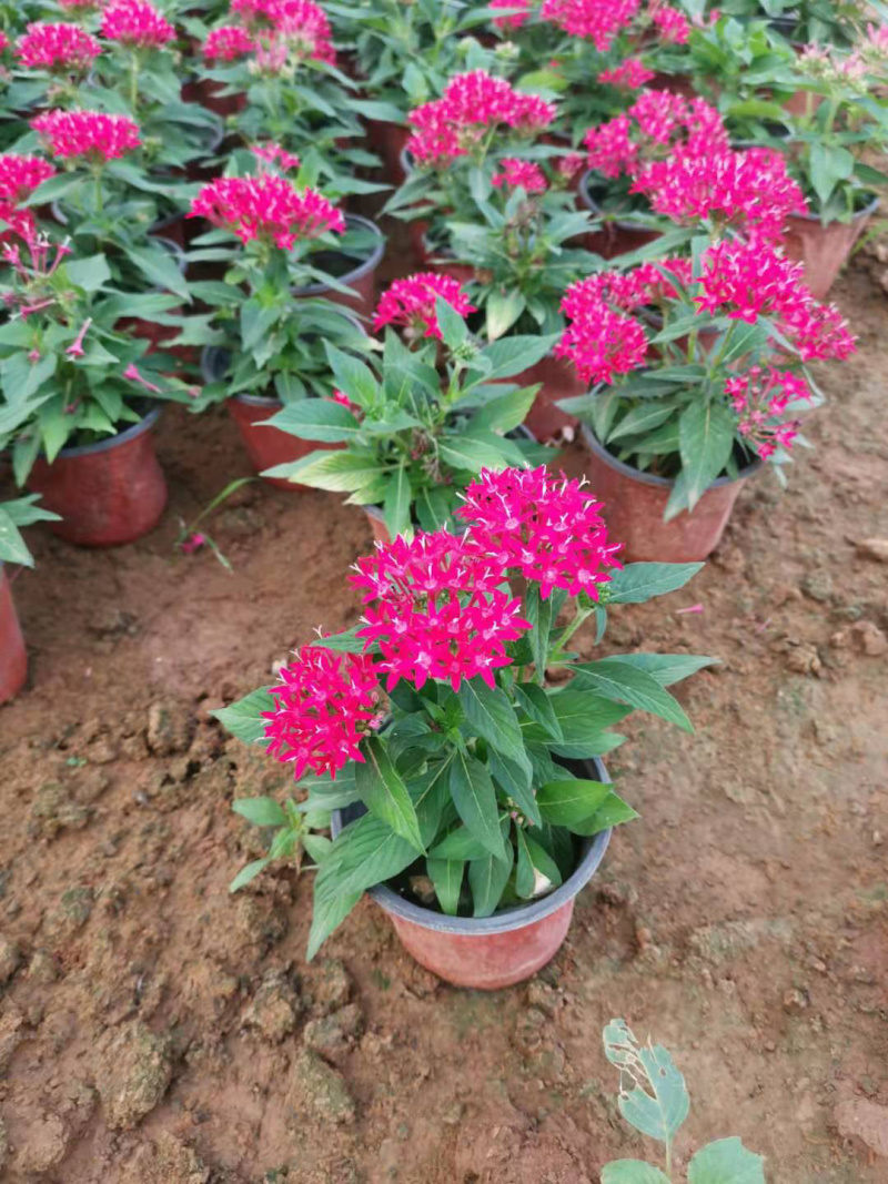 繁星花基地批发