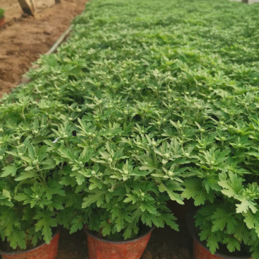 国庆菊种植批发基地