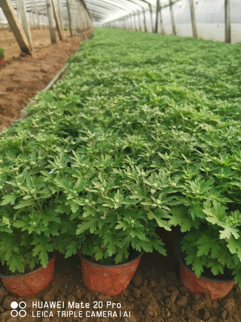 国庆菊种植批发基地