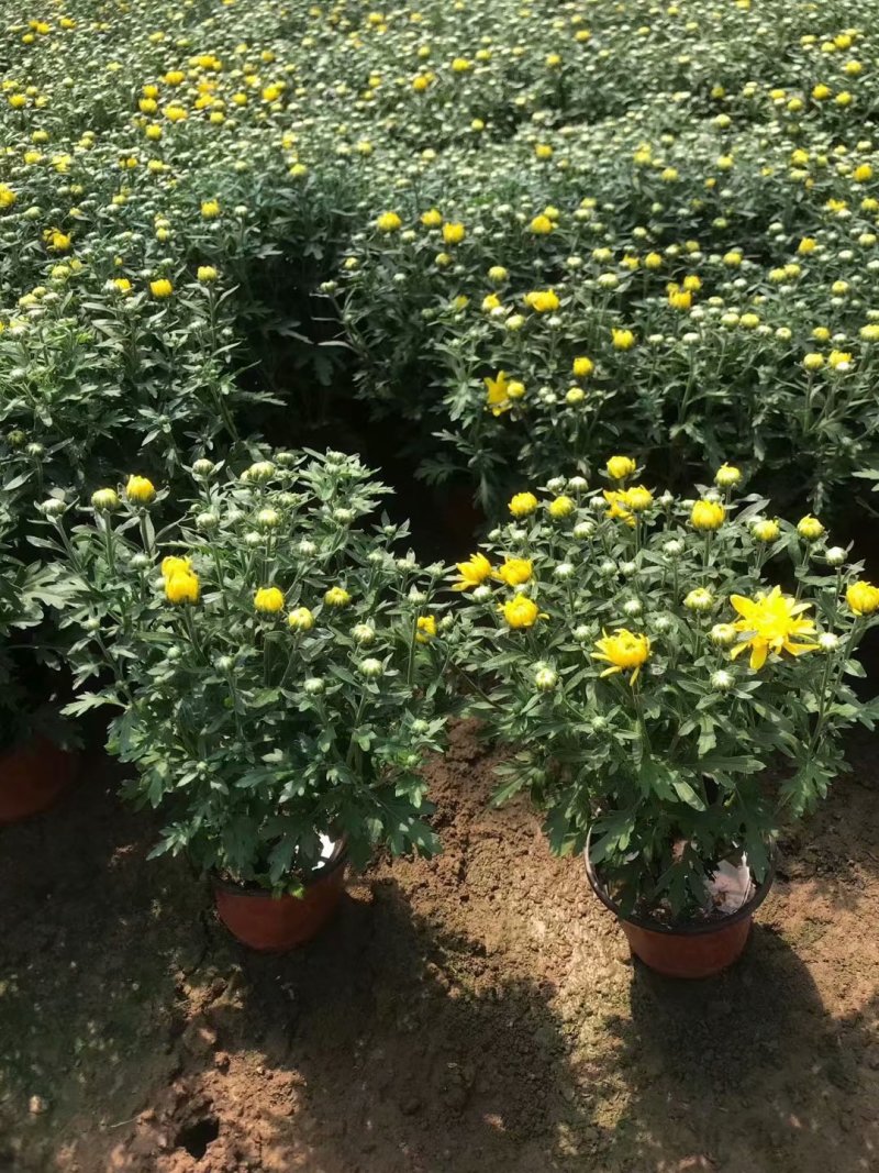 国庆菊种植批发基地