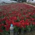 国庆菊种植批发基地