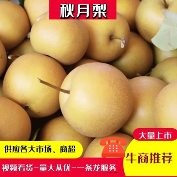 【实力商家】精品秋月梨口感脆甜多汁现摘现发代发全国
