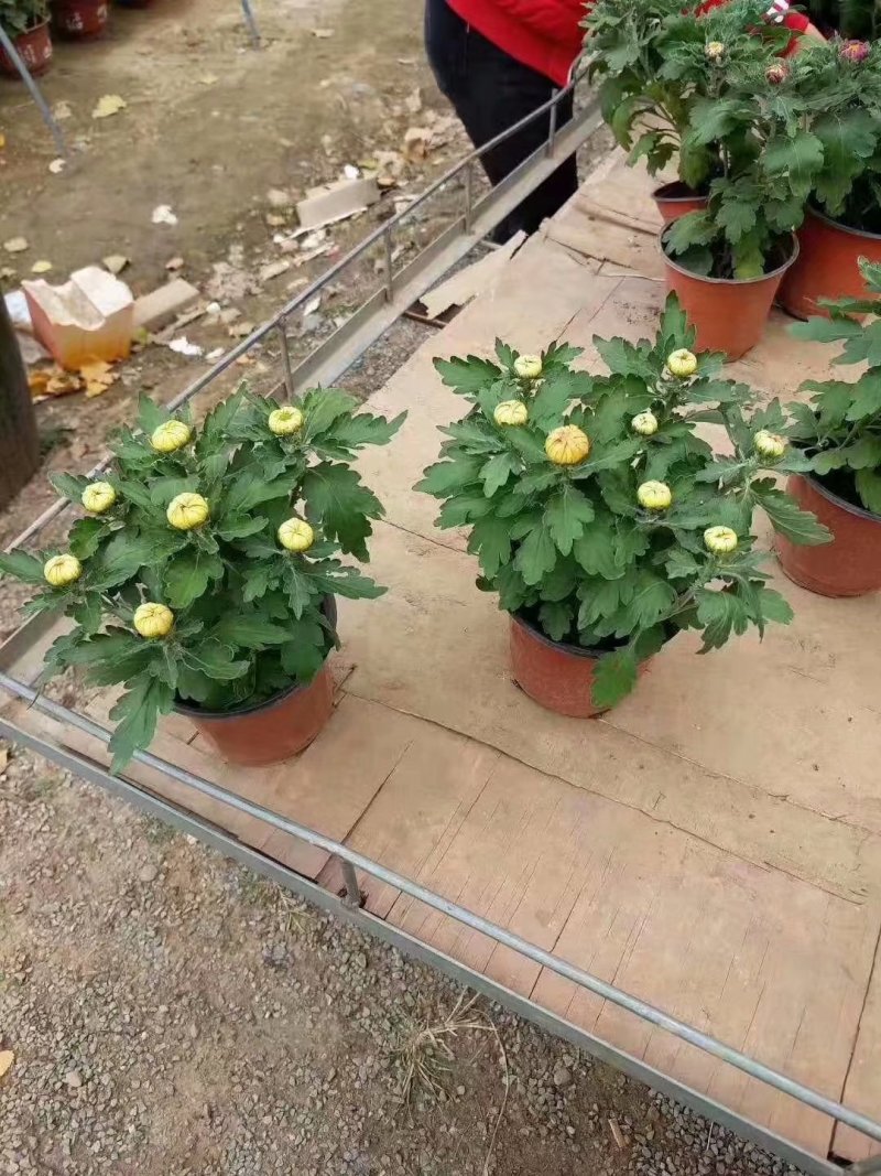 国庆菊杯苗批发基地