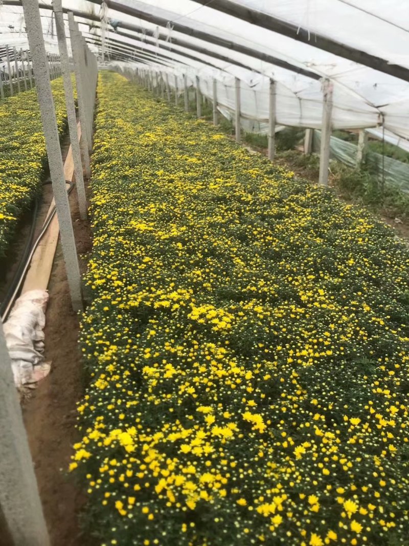 国庆菊杯苗批发基地