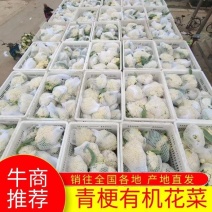 山东菜花、有机花、泰安-肥城青梗白面松花菜、陆续大量上市