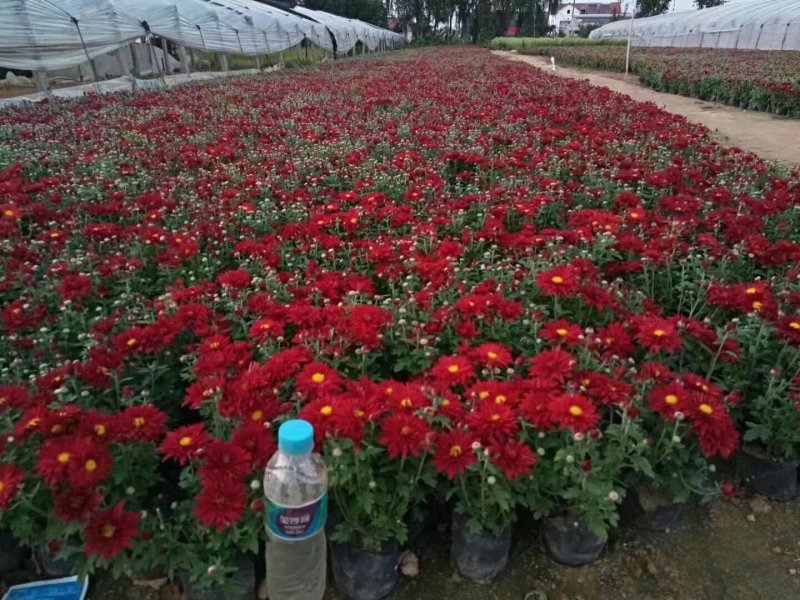 草花国庆菊供应批发商