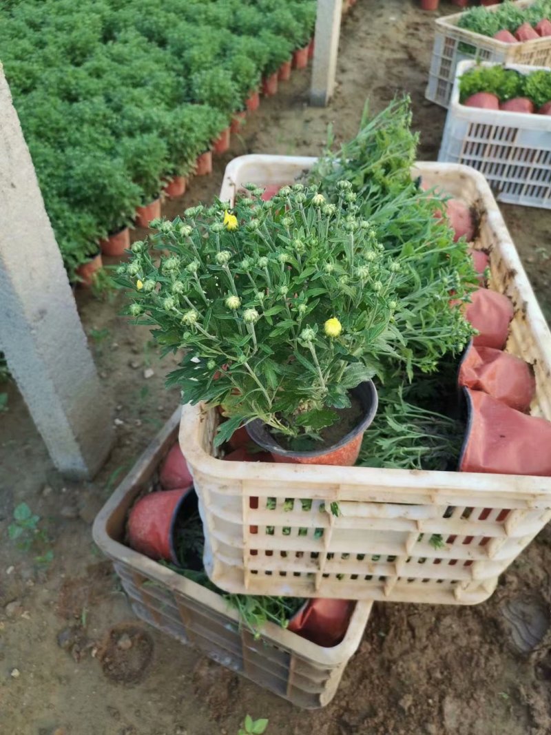 草花国庆菊供应批发商
