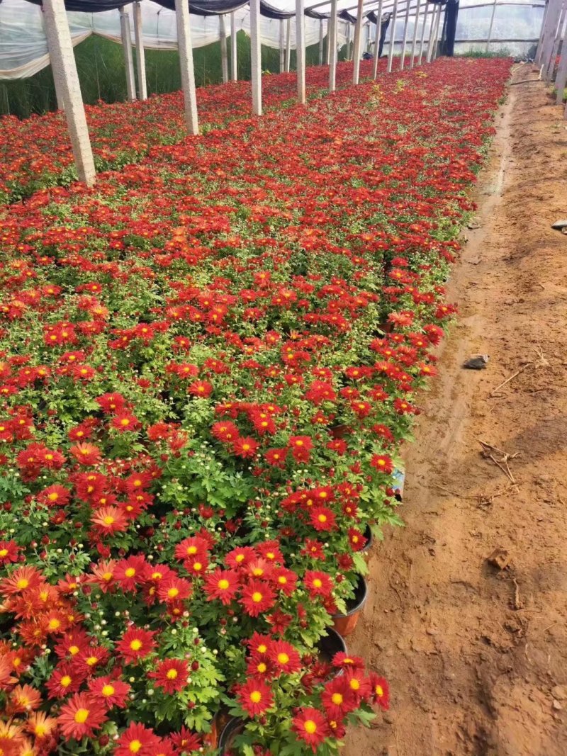 草花国庆菊供应批发商