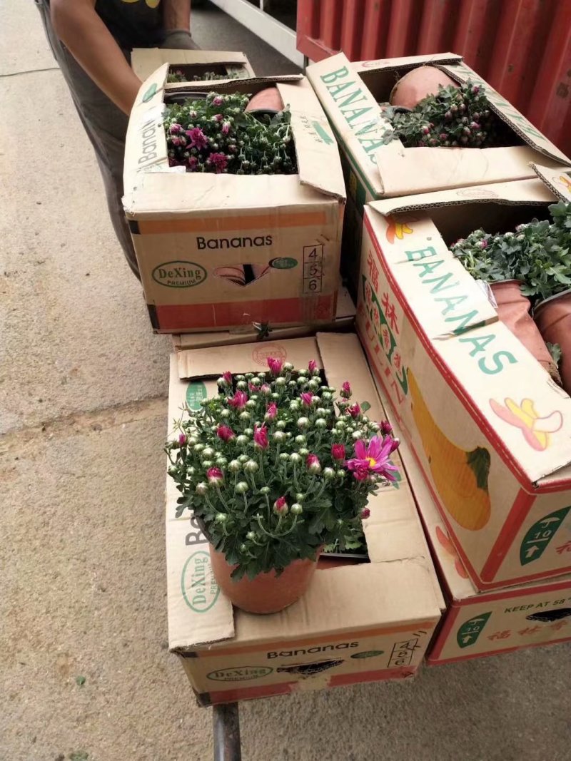 草花国庆菊供应批发商