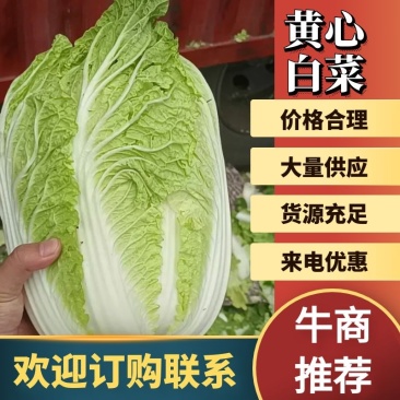 精品大白菜大量上市，产地直发，量大从优，价格随行就市，