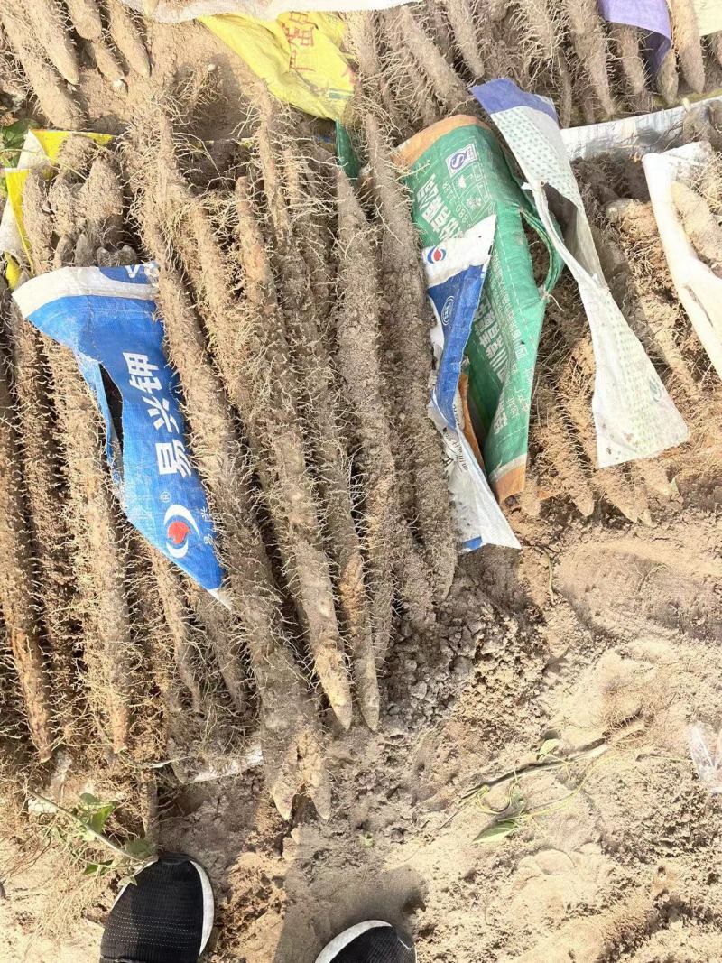 【专注电商】河北麻山药棒药紫药双棒欢迎选购