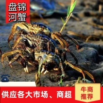 【牛商实力推荐】盘锦河蟹产地直发批发零售视频看货