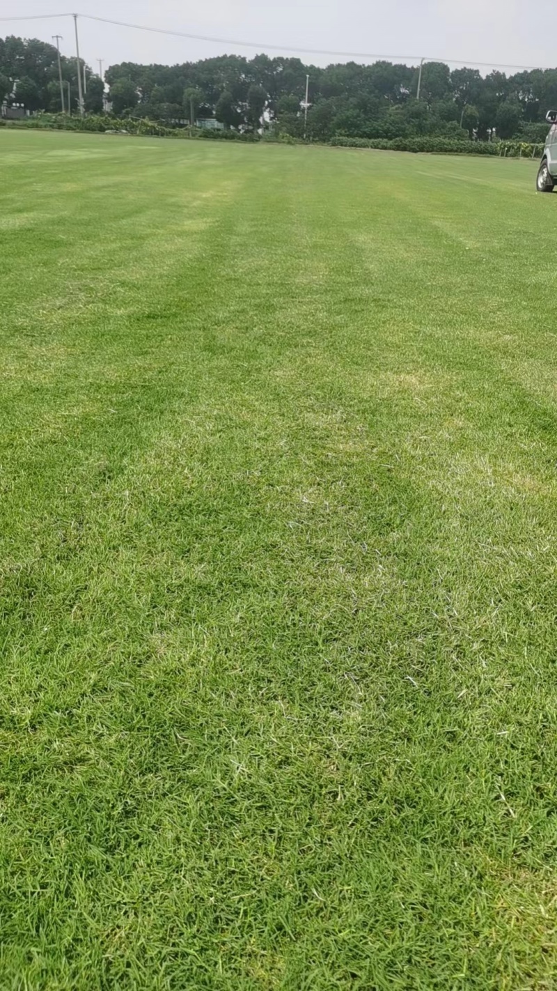苏州马尼拉草坪小区公园高速公路质量保证对接全国欢迎订购